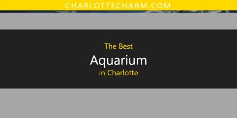 The Absolute Best Aquarium in Charlotte