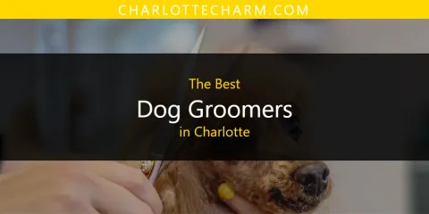 Best Dog Groomers in Charlotte: Our Expert Picks