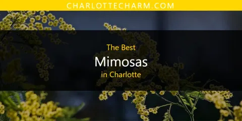 The Best Mimosas in Charlotte