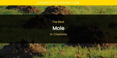 The Absolute Best Mole in Charlotte