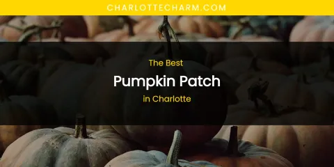 The Absolute Best Pumpkin Patch in Charlotte